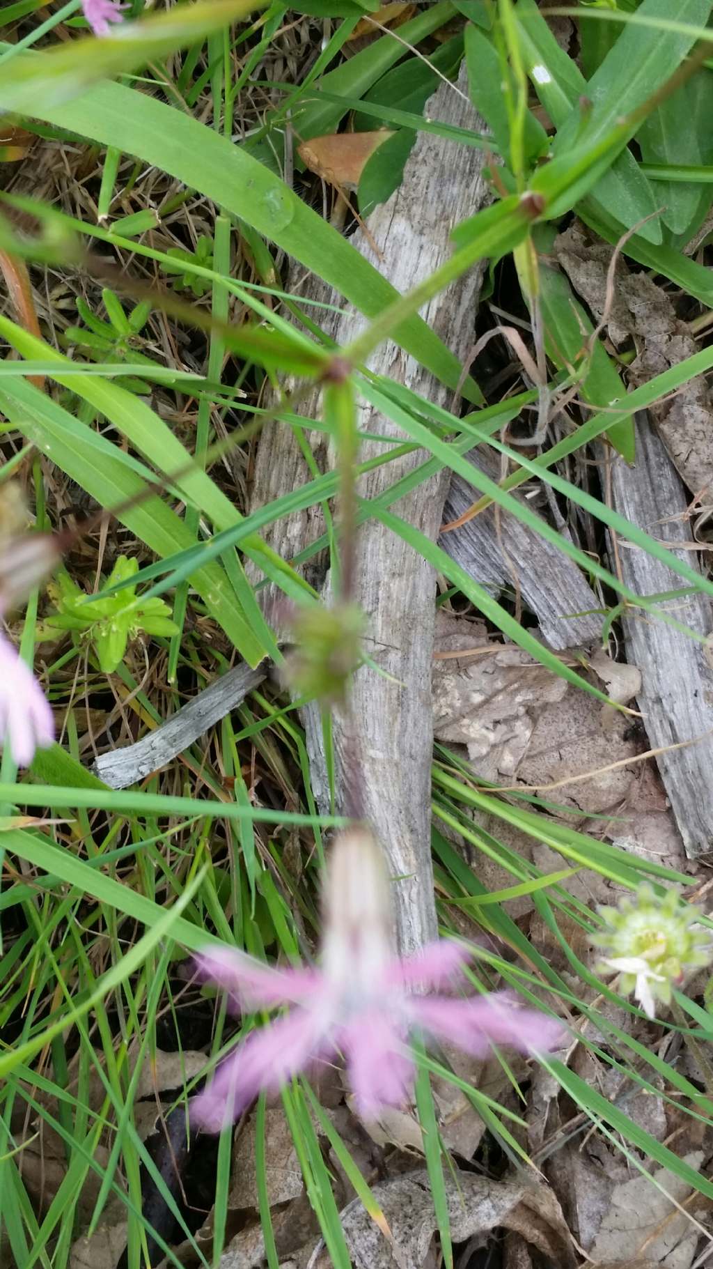 Lychnis flos-cuculi  (Caryophyllaceae)